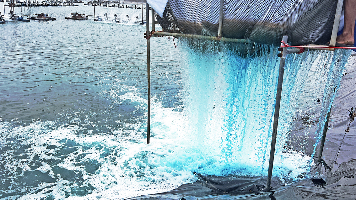 Shrimp Farm Expansion in Surat Thani, Thailand